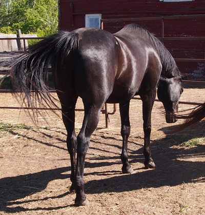 Quality horses for lessons or lease available